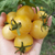 Tomate Mandurang Moon
