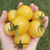 Tomate Mandurang Moon - comprar online