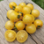 Tomate Mandurang Moon en internet