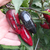 Chile Jalapeño Negro - LA HUERTA ORGÁNICA SEMILLAS