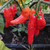 Chile Pimenta Diomar
