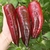 Pimiento Marconi Purple en internet