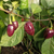 Chile Black Bhut en internet