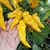 Aji Pimienta Diomar Amarilla