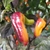 Chile Pimienta Puma - comprar online