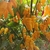 Aji Pimienta Diomar Amarilla - comprar online