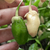 Chile Bubblegum White - comprar online