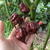 Carolina Reaper Chocolate - LA HUERTA ORGÁNICA SEMILLAS