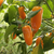 Chile Jalapeño Naranja en internet