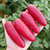 Chile Jalapeño Rojo - comprar online