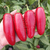 Chile Jalapeño Rojo