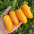 Chile Jalapeño Naranja