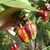 Chile Black Bhut - tienda online