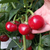 Chile Cherry Bomb - tienda online