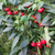 Chile Cherry Bomb en internet
