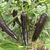 Ají Cayena Black - comprar online