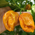 Chile Habanero Mustard