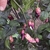 Chile Pink Tiger