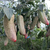 Chile Jalapeño Family Market - comprar online