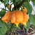 Carolina Reaper Orange