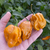 Chile Habanero Mustard - comprar online
