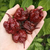 Imagen de Carolina Reaper Chocolate