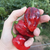 Chile Black Bhut