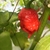 Ají Trinidad Scorpion Red