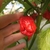 Ají Trinidad Scorpion Red - comprar online