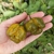 Ají Trinidad Scorpion Green