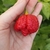 Chile Trinidad 7 Pot Brain Strain