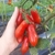 Cherry Salentino - LA HUERTA ORGÁNICA SEMILLAS