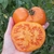Tomate Amana Orange