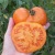 Tomate Amana Orange