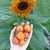 Cherry Bumblebee - comprar online