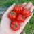 Cherry Acordeón - comprar online