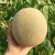 Melón Escrito Cantaloupe - comprar online