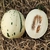 Imagen de Melón Leopardo o Snow Leopard
