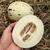 Melón Leopardo o Snow Leopard - comprar online