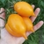 Tomate Golden Canary en internet