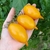 Tomate Golden Canary - LA HUERTA ORGÁNICA SEMILLAS