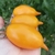 Tomate Golden Canary