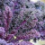 Kale Rizado Rojo - comprar online