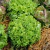 Lechuga Lollo Bionda