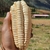 Maíz Blanco Gigante de Cuzco