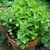 Menta Spicata (Hierbabuena) en internet