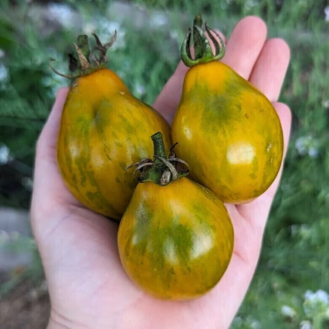 Tomate Michael Pollan - comprar online