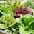 Mix variedades de lechuga - comprar online