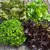 Mix variedades de lechuga en internet