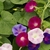 Morning Glory (Ipomea)
